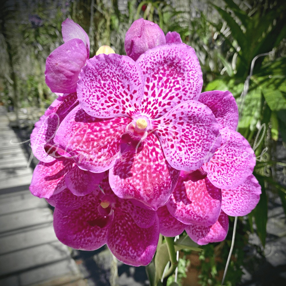 Vanda Brighton's Pink Delight — Palmer Orchids